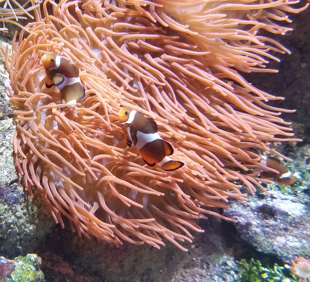 anemone 