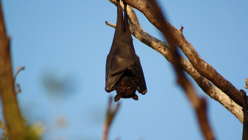 coronavirus pipistrelli